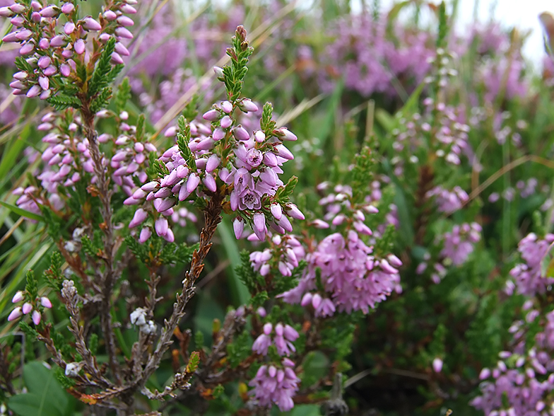 Calluna vulgaris