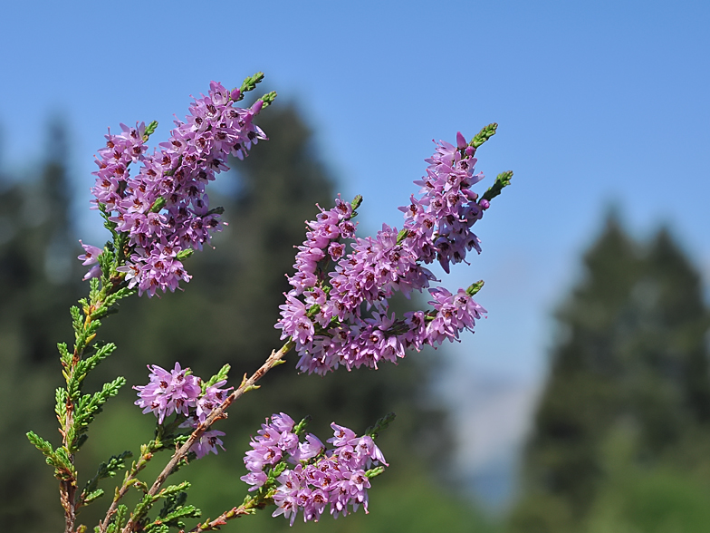 Calluna vulgaris