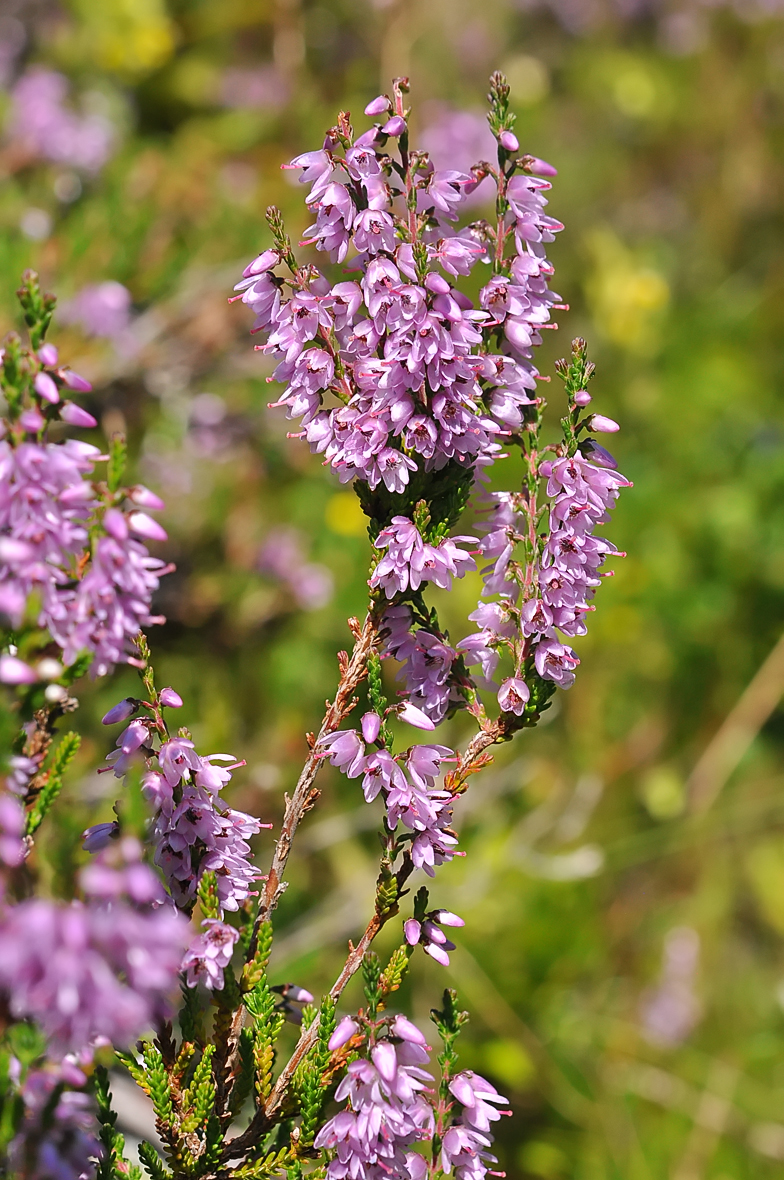 Calluna vulgaris