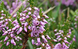 Calluna vulgaris