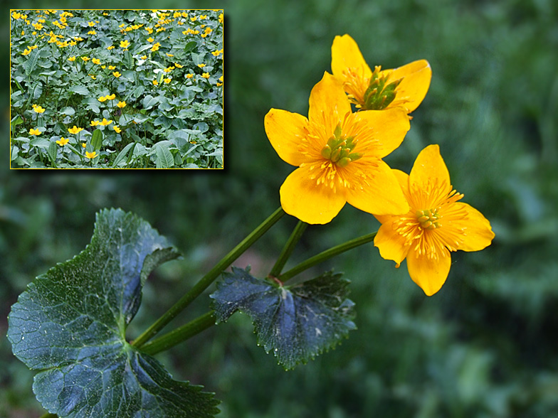 Caltha palustris