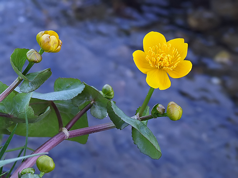 Caltha palustris