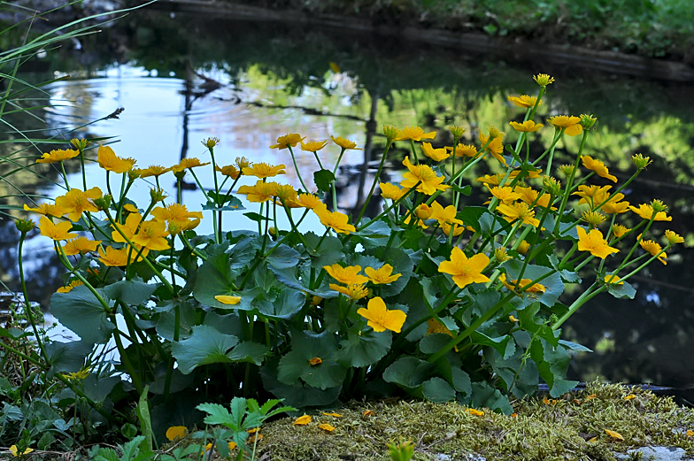 Caltha palustris