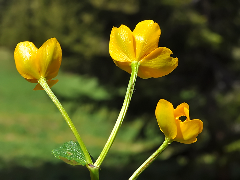 Caltha palustris