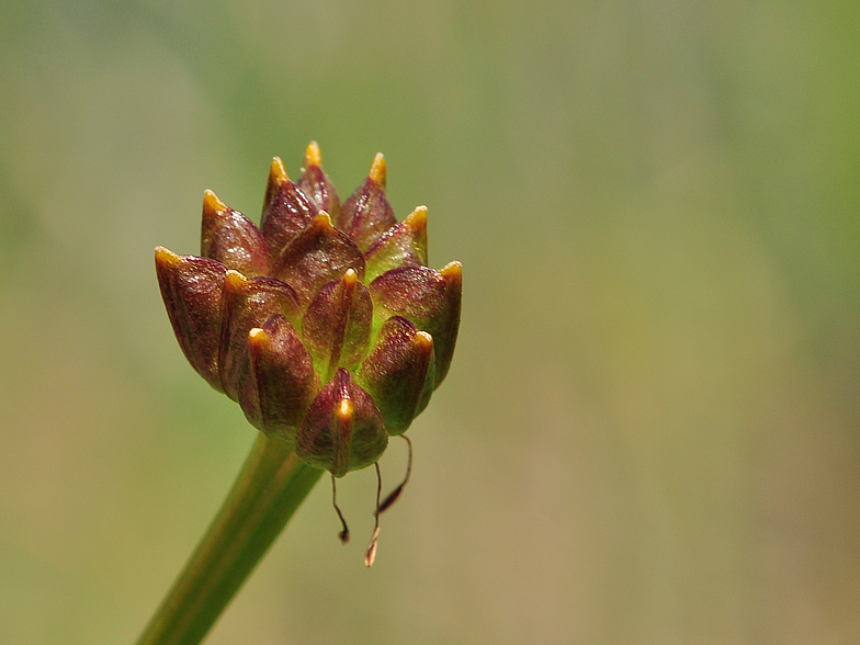 Caltha palustris