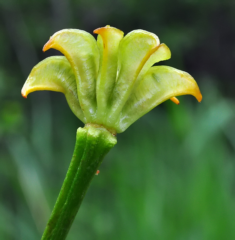 Caltha palustris