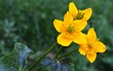 Caltha palustris