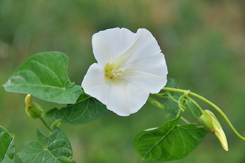 Calystegia sepium