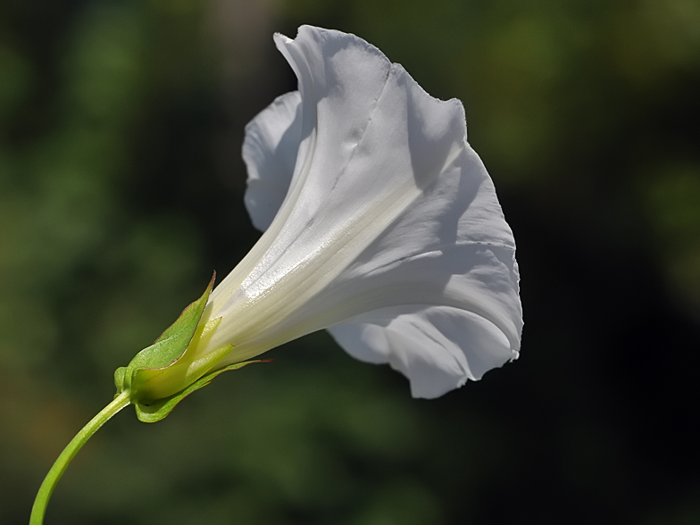 Calystegia sepium