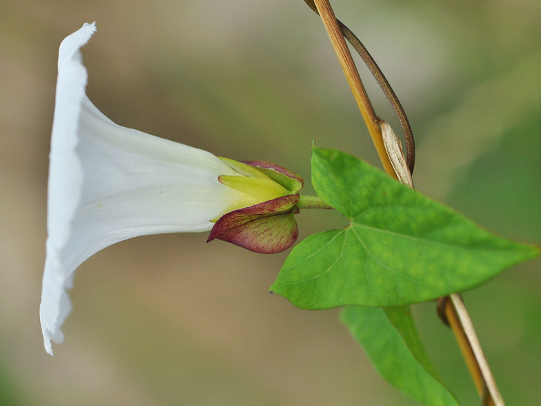 Calystegia sepium