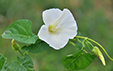 Calystegia sepium