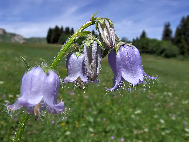 Campanula barbata