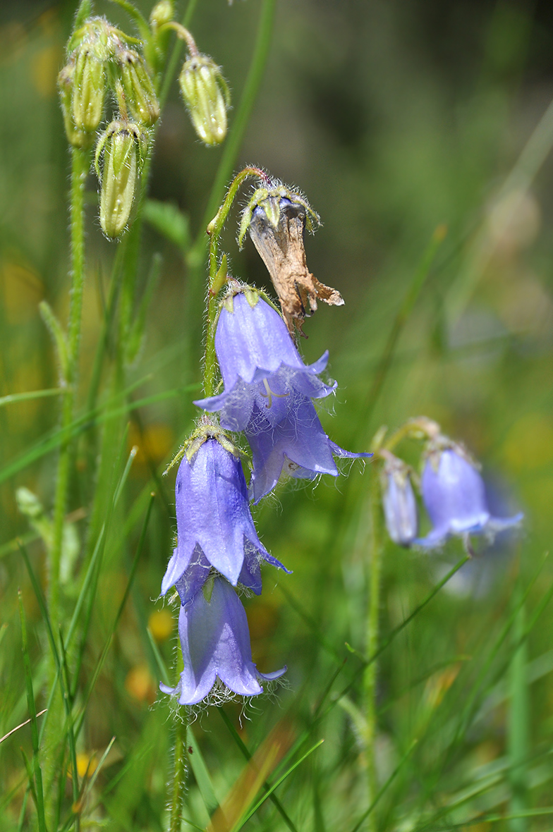 Campanula barbata