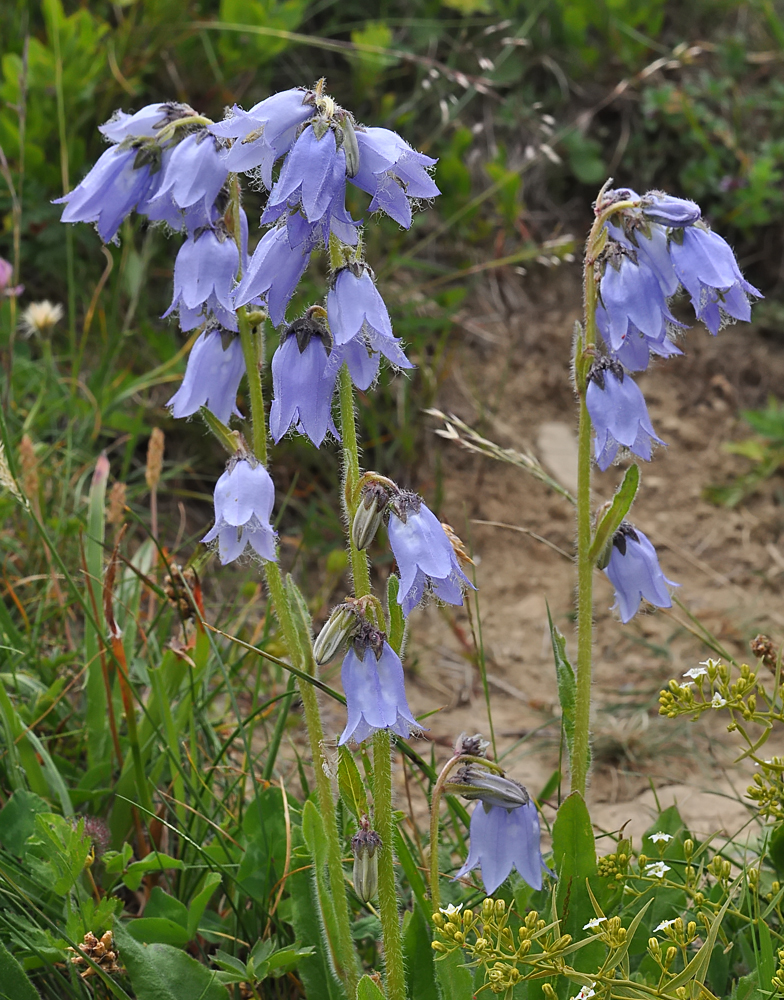 Campanula barbata