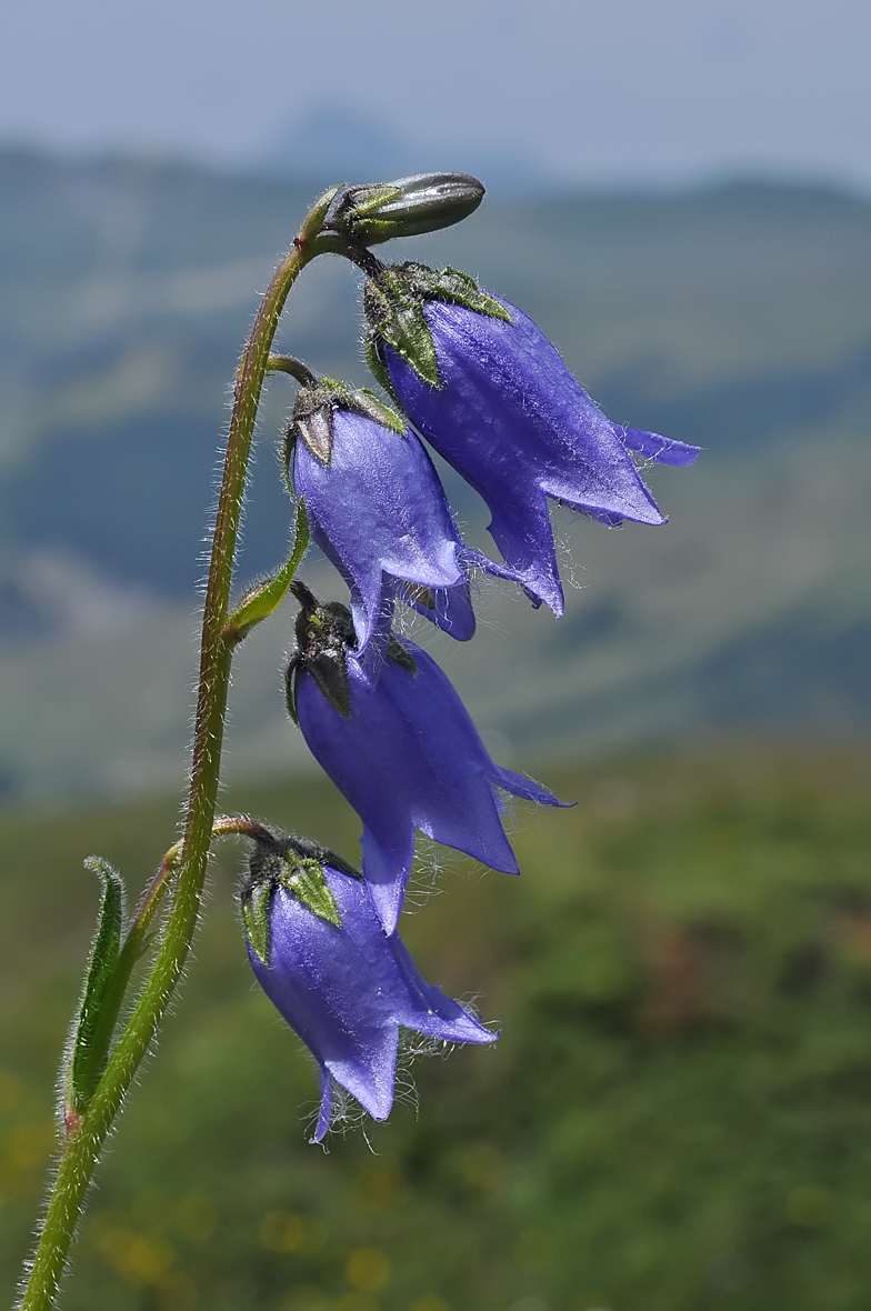 Campanula barbata