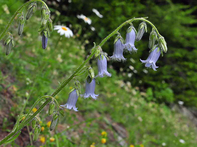 Campanula barbata