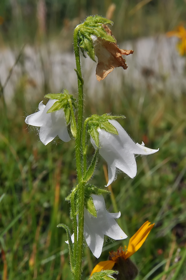 Campanula barbata