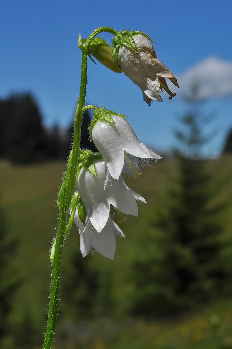 Campanula barbata