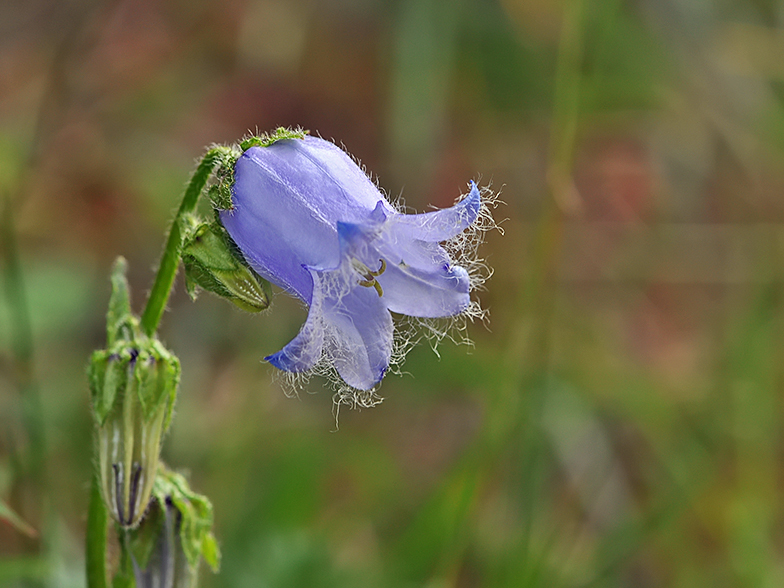 Campanula barbata