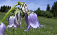 Campanula barbata