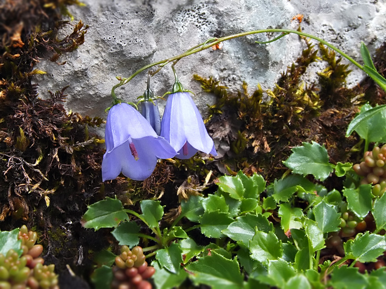 Campanula cochleariifolia