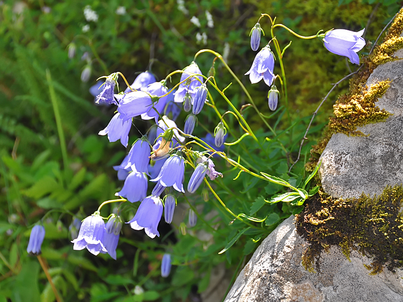 Campanula cochleariifolia