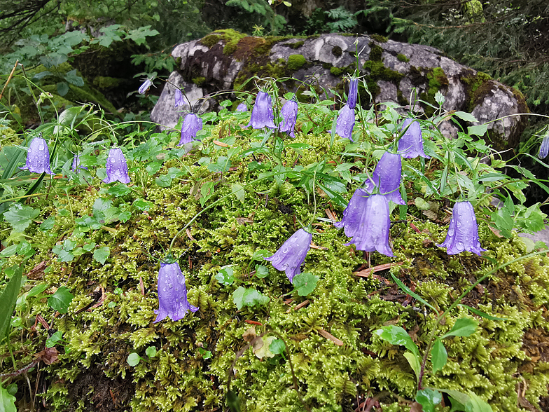 Campanula cochleariifolia