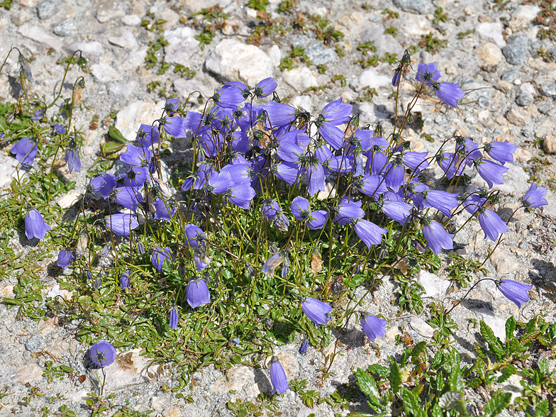 Campanula cochleariifolia