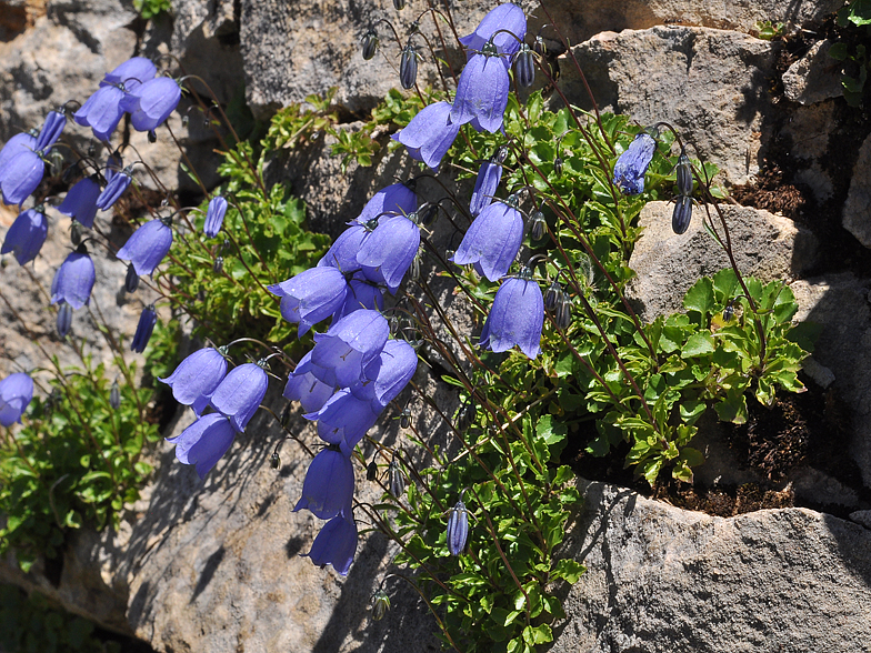 Campanula cochleariifolia