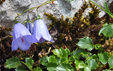 Campanula cochleariifolia