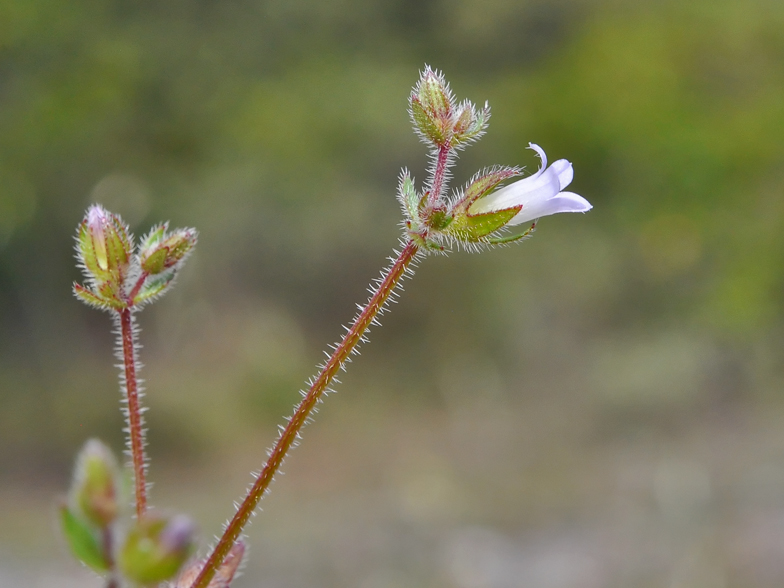 Campanula erinus