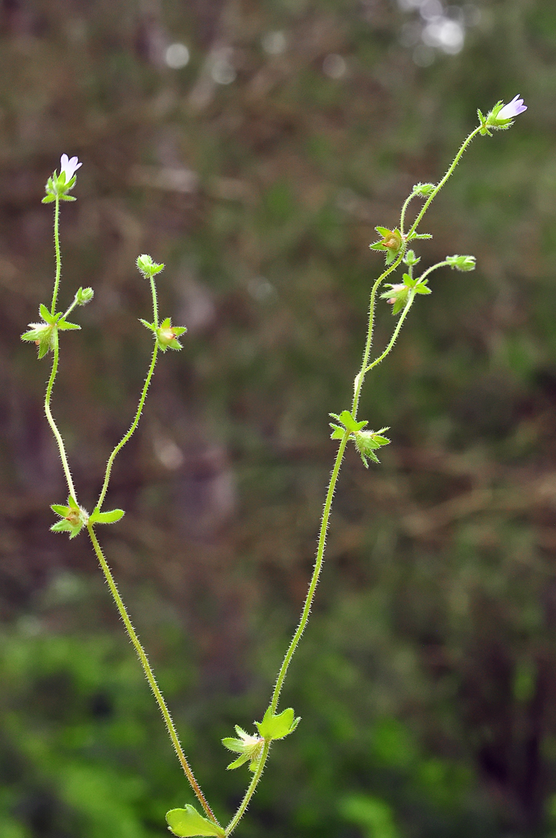 Campanula erinus