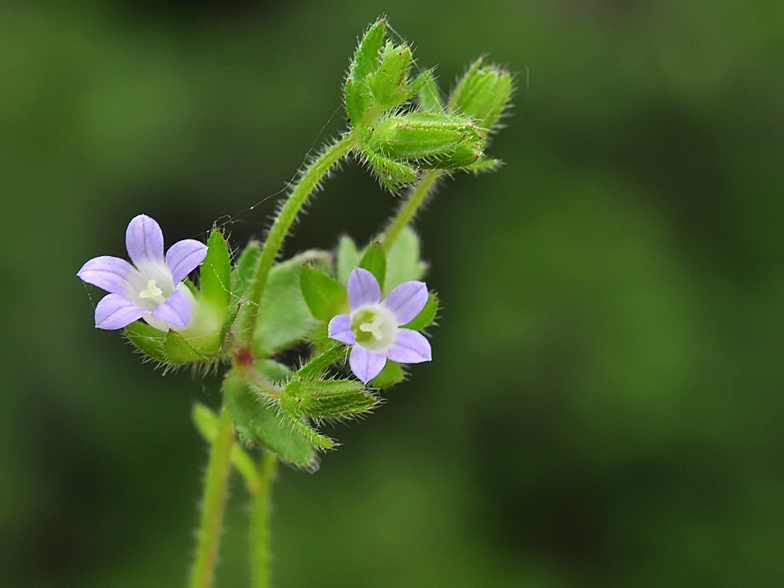 Campanula erinus