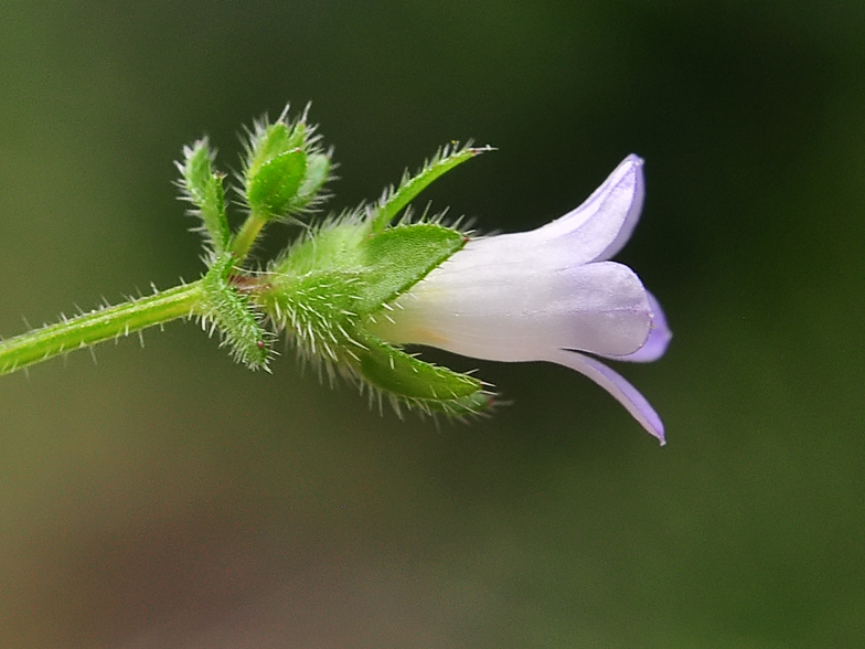 Campanula erinus