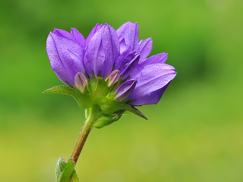 Campanula glomerata