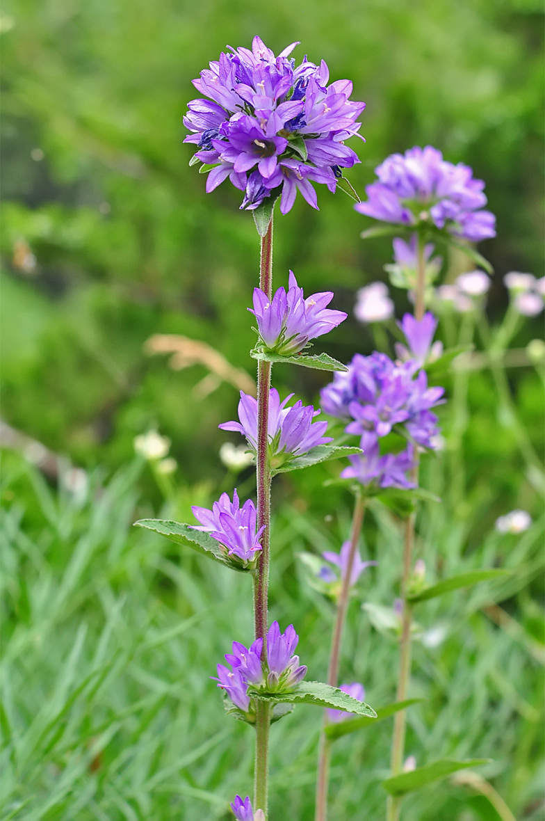 Campanula glomerata