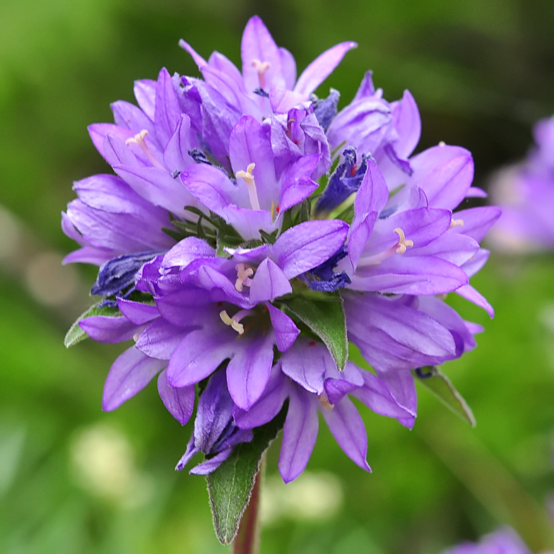 Campanula glomerata