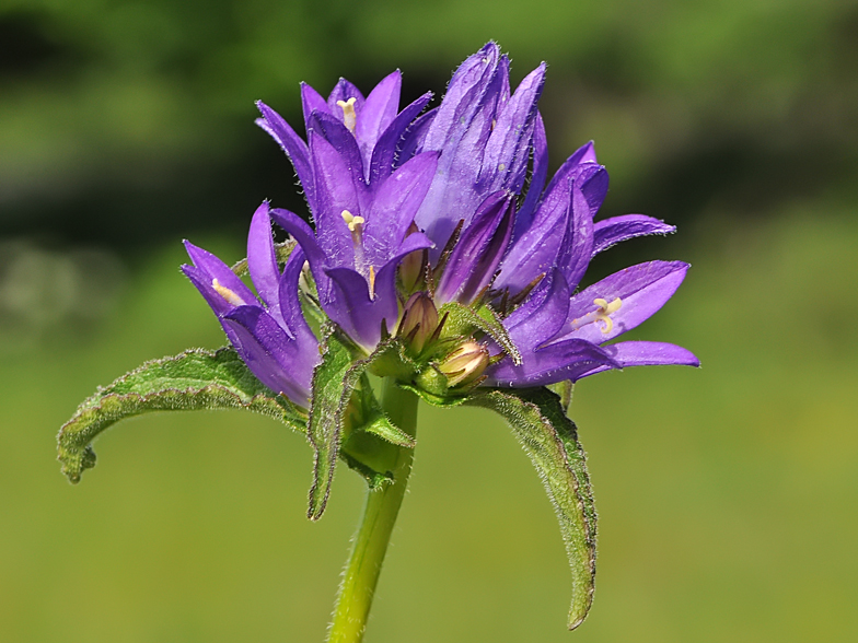 Campanula glomerata