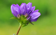 Campanula glomerata