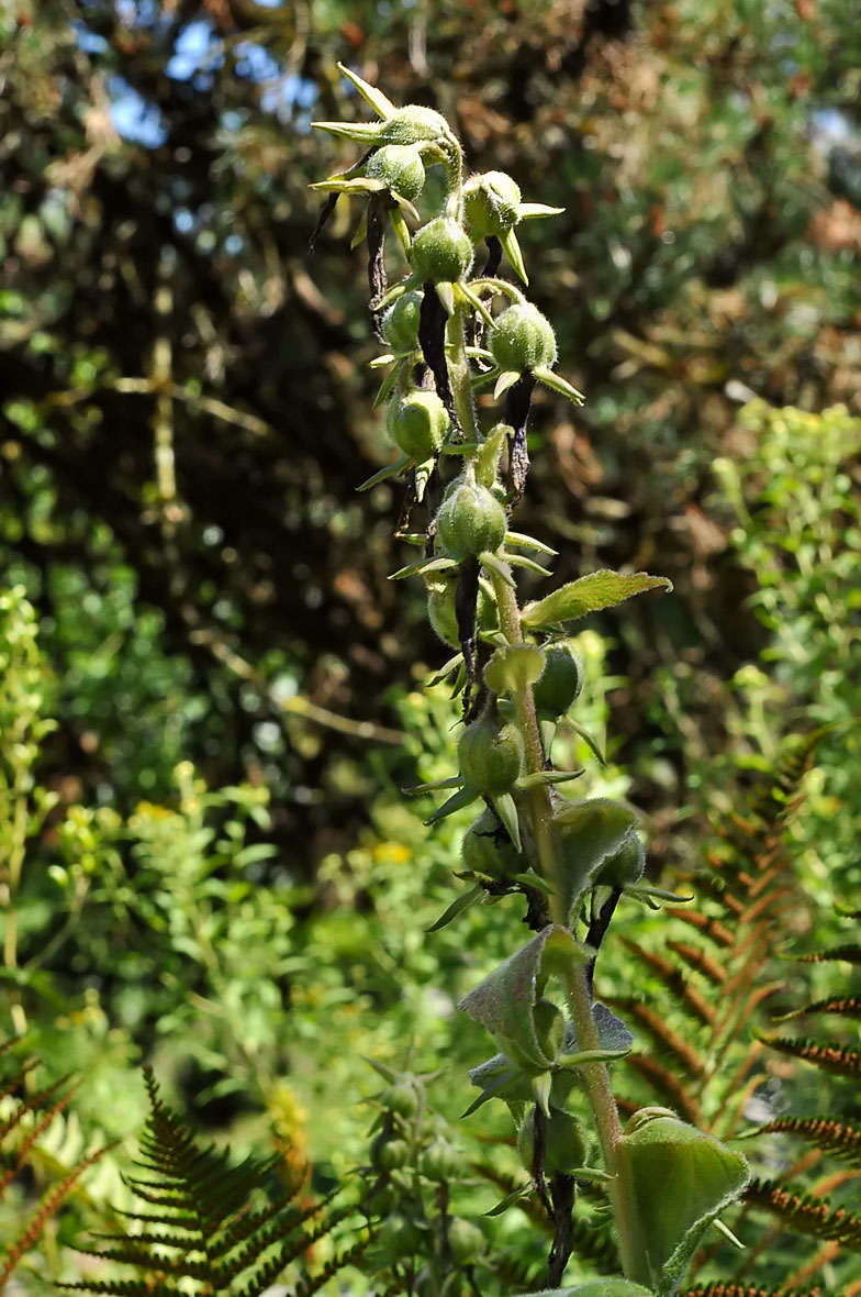 Campanula latifolia