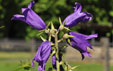 Campanula latifolia