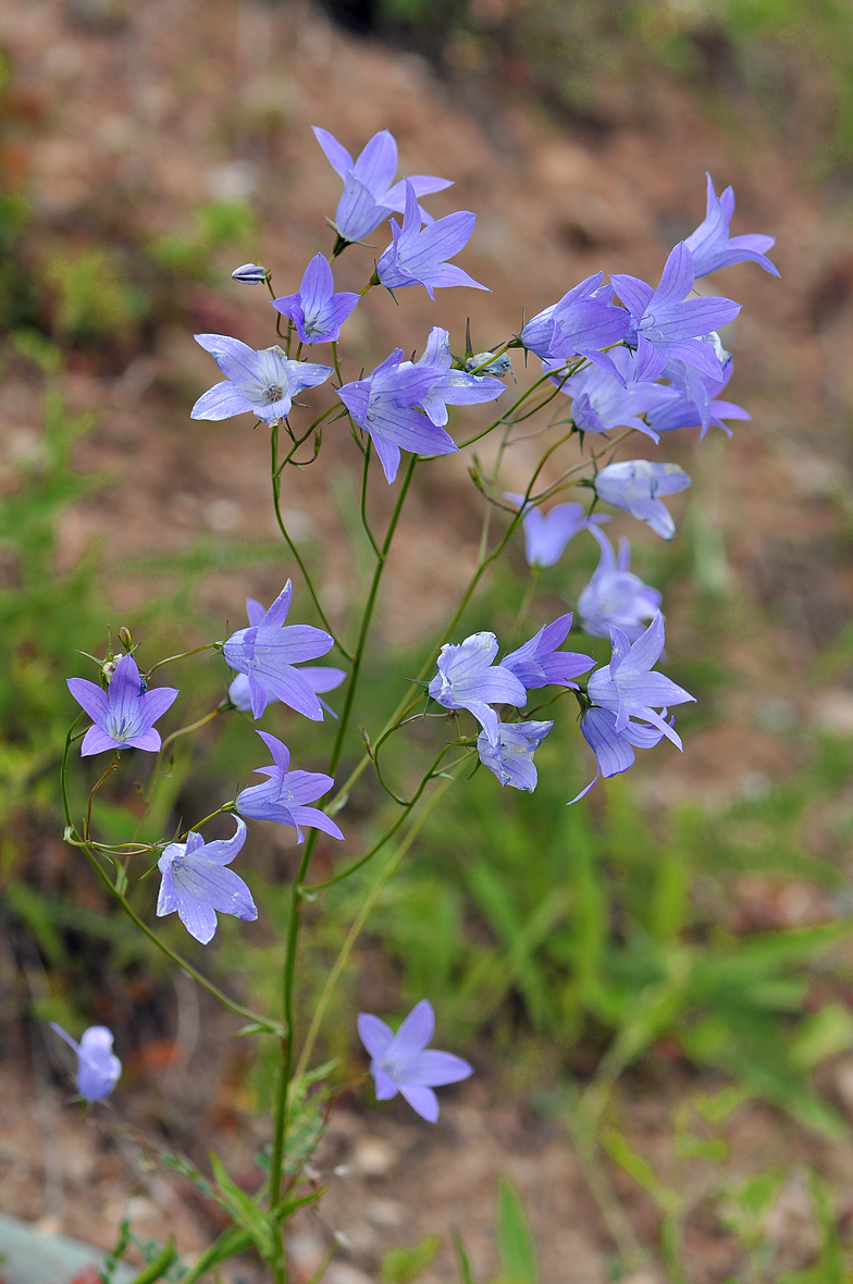 Campanula patula