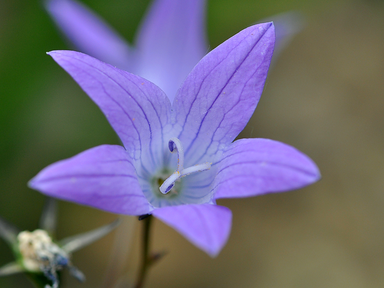 Campanula patula