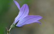 Campanula patula