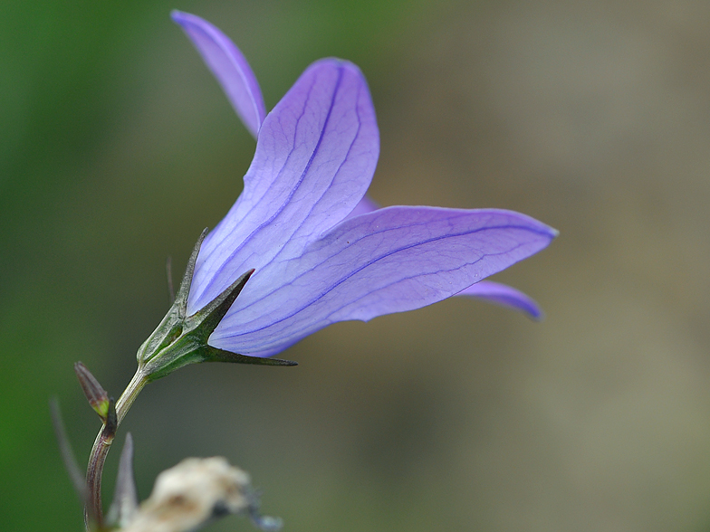 Campanula patula