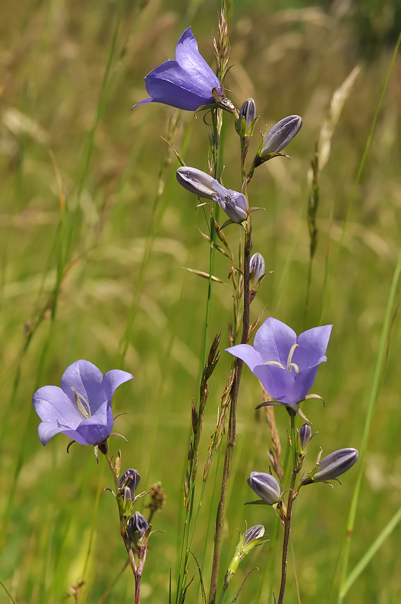 Campanula persicifolia