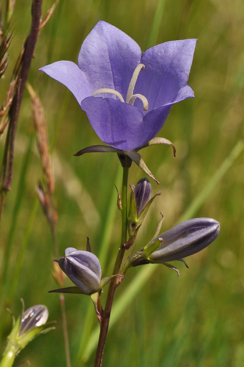 Campanula persicifolia