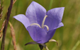 Campanula persicifolia