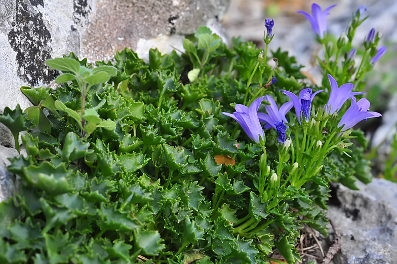 Campanula portenschlagiana