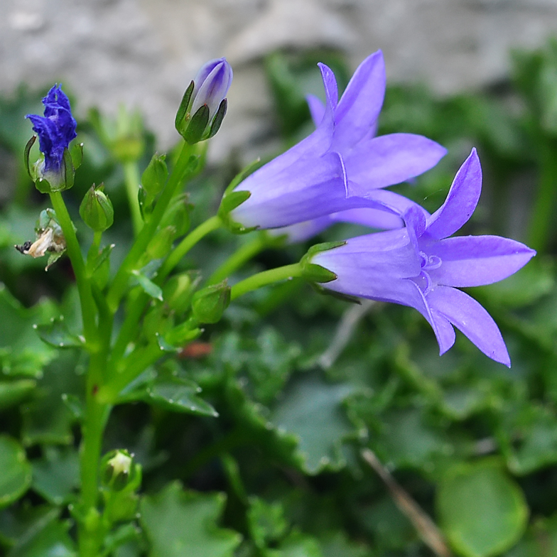 Campanula portenschlagiana